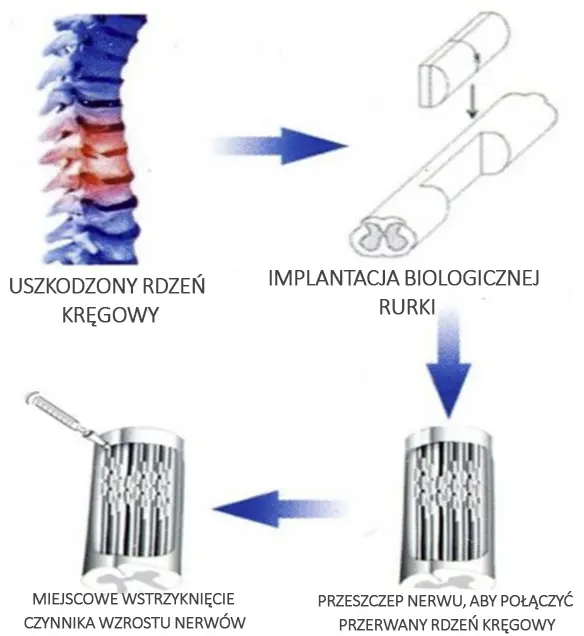 regeneracja rdzenia kręgowego