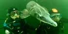 With a sturgeon